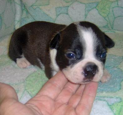 Puppies in OK